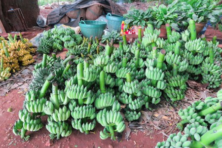 thailand-swimwithelephant-02